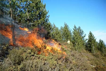Πυροσβεστική Υπηρεσία: 63 δασικές πυρκαγιές σε ένα 24ωρο – Πάνω από 870 πυροσβέστες στην μάχη με τις φλόγες!